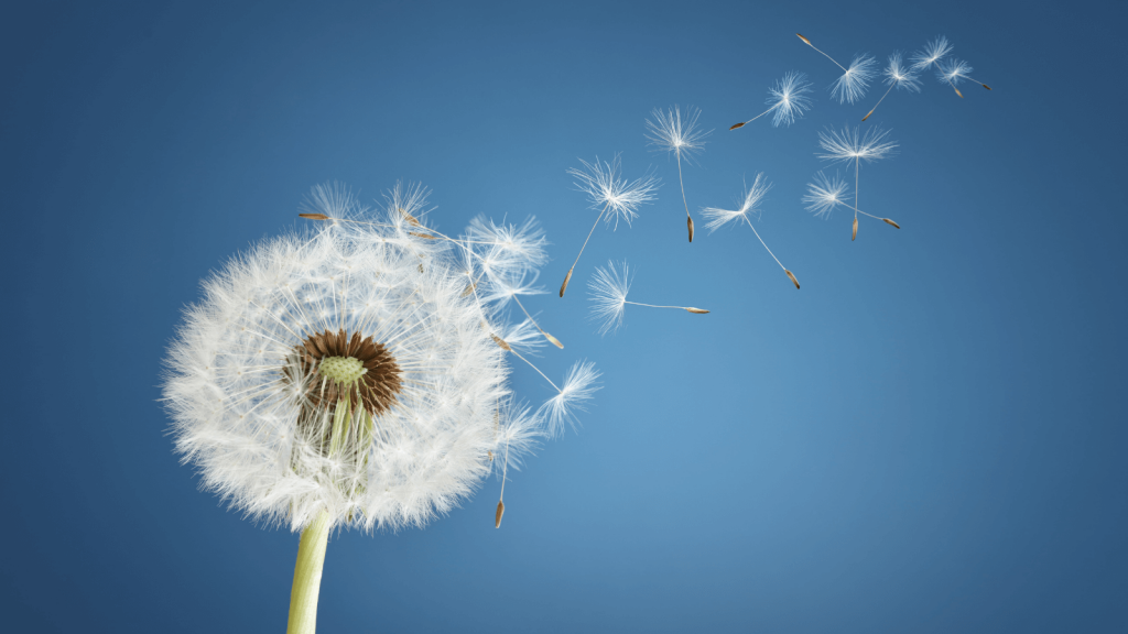 dandelion on blue background