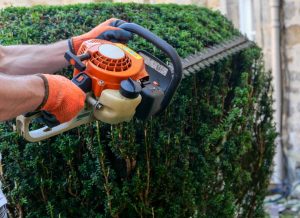 chainsaw cutting and trimming a shrub