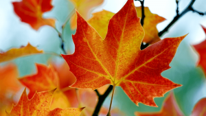 orange leaves